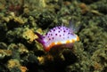 Mexichromis Mariei Nudibranch Royalty Free Stock Photo