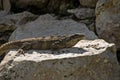 Mexico Black Iguana Royalty Free Stock Photo
