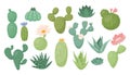 Mexico cactus plants, wild cacti collection. Bright nature decorative flowers and succulents, cute desert drawing