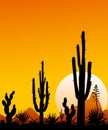 Mexico desert sunset 3. The stony desert. Desert landscape with cacti Royalty Free Stock Photo