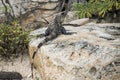 Mexico free iguana living near the beach