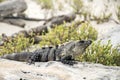 Mexico free iguana living near the beach 2