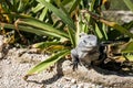 Mexico free iguana living near the beach 3