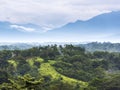 Mexico Jungle Landscape