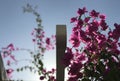 Pink Flowers light up in the Mexican Sun - MEXICO