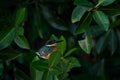 Mexico wildlife. American pygmy kingfisher, Chloroceryle aenea, near the water. Green and orange bird sitting on the green