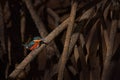 Mexico wildlife. American pygmy kingfisher, near the water.