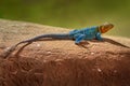 Mexico wildlife. Crotaphytus collaris, Eastern Collared Lizard, on the old tree trunk. Reptile in nature habitat, Mexico. Hot