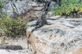 Mexico wildlife free iguana living lizard beach Royalty Free Stock Photo