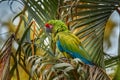 Mexico wildlife. Keel-billed Toucan, Ramphastos sulfuratus, bird with big bill sitting on branch in the forest,  Yucatan. Nature Royalty Free Stock Photo