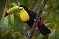 Mexico wildlife. Keel-billed Toucan, Ramphastos sulfuratus, bird with big bill sitting on branch in the forest, Yucatan. Nature Royalty Free Stock Photo