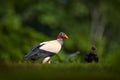 Mexico wildlife. King vulture, Large rare bird found in South America. Wildlife scene from tropic nature. Condor with red head.