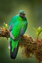 Mexico wildlife. Magnificent sacred mistic green and red bird. Resplendent Quetzal in jungle habitat. Quetzal, Pharomachrus