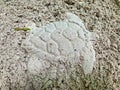 Imprint of a turtle in the sand Mexico