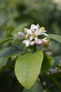 Meyer lemon Royalty Free Stock Photo