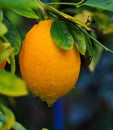 Meyer lemon fruit