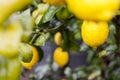 Meyer lemon tree Royalty Free Stock Photo