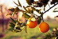 Meyer lemon tree fruits