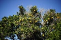 Meyer lemon tree Royalty Free Stock Photo