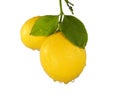 Meyer Lemons Royalty Free Stock Photo