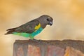 Meyer`s parrot, Poicephalus meyeri, green and grey exotic bird sitting on the tree, Botswana, Africa. Wildlife scene from safari.