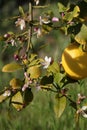 Spring Bloom Series - Meyers Lemon Tree Blooms - Citrus x meyeri