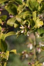 Spring Bloom Series - Meyers Lemon Tree Blooms - Citrus x meyeri