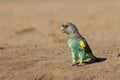 Meyers Parrot, (Poicephalus meyeri) Botswana