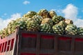Hearts of Agave plants, \'piÃ±a\', for the production of Mescal or Tequila, National drink of Mexico.\'piÃ±a\' Royalty Free Stock Photo