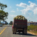 Hearts of Agave plants, \'piÃ±a\', for the production of Mescal or Tequila, National drink of Mexico.\'piÃ±a\' Royalty Free Stock Photo