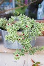 Mezoo Trailing Red beautiful succulent in a pot for sunny place on the balcony