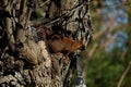 Red Squirrel Nibbles Ball Of Bird Fat