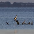 Little Shag Resting on Driftwood at Sunrise Royalty Free Stock Photo