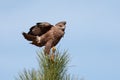 Round-winged buzzard or round-winged eagle (Buteo buteo). Royalty Free Stock Photo