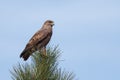 Round-winged buzzard or round-winged eagle (Buteo buteo). Royalty Free Stock Photo