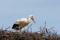 White stork with the scientific name of (Ciconia ciconia). Royalty Free Stock Photo