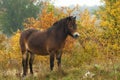 Wild Exmoor pony grazing freely in a steppe landscape, sunny autumn day shortly after sunrise. Royalty Free Stock Photo
