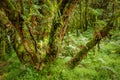 Mgahinga Gorilla National Park from Kisoro in colorful early morning. Kisoro District, Uganda, Africa.