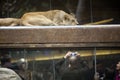 MGM Grand Lion and Tourist Royalty Free Stock Photo