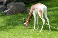 Mhorr gazella eating grass