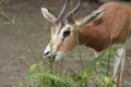 Mhorr Gazelle - Nanger dama mhorr Royalty Free Stock Photo