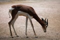 Mhorr gazelle (Nanger dama mhorr).