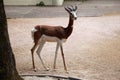 Mhorr gazelle (Nanger dama mhorr). Royalty Free Stock Photo