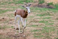 A mhorr gazelle walks in the desert