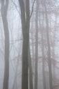Mhysterious dramatic foggy woodland landscape image in English countryisde