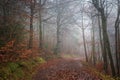 Mhysterious dramatic foggy woodland landscape image in English countryisde Royalty Free Stock Photo