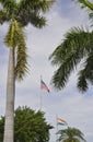 Miami Beach,august 9th:Evergreen Palm Trees in Miami Beach from Florida USA Royalty Free Stock Photo