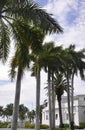 Miami Beach,august 9th:Evergreen Palm Trees in Miami Beach from Florida USA Royalty Free Stock Photo