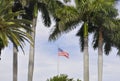 Miami Beach,august 9th:Evergreen Palm Trees in Miami Beach from Florida USA Royalty Free Stock Photo