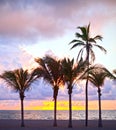 Miami Beach, Florida colorful summer sunrise or sunset with palm trees Royalty Free Stock Photo